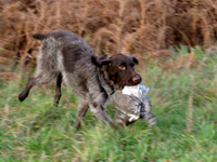 bei der Taubenjagd