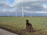 Tolo jagt Windradschatten